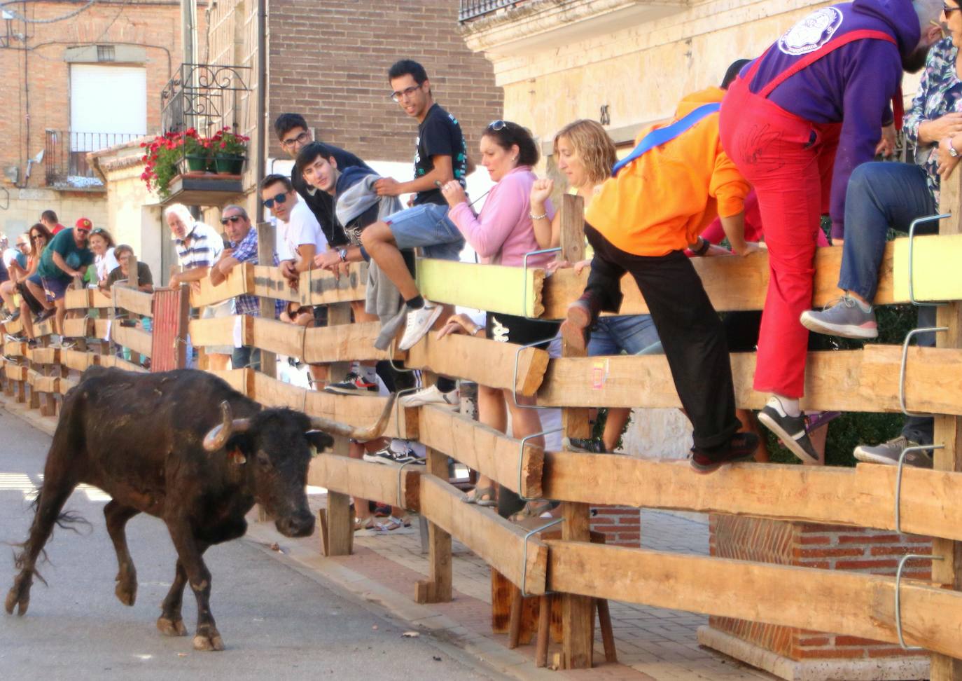 Fotos: Los primeros encierros en Palencia después de un parón de dos años