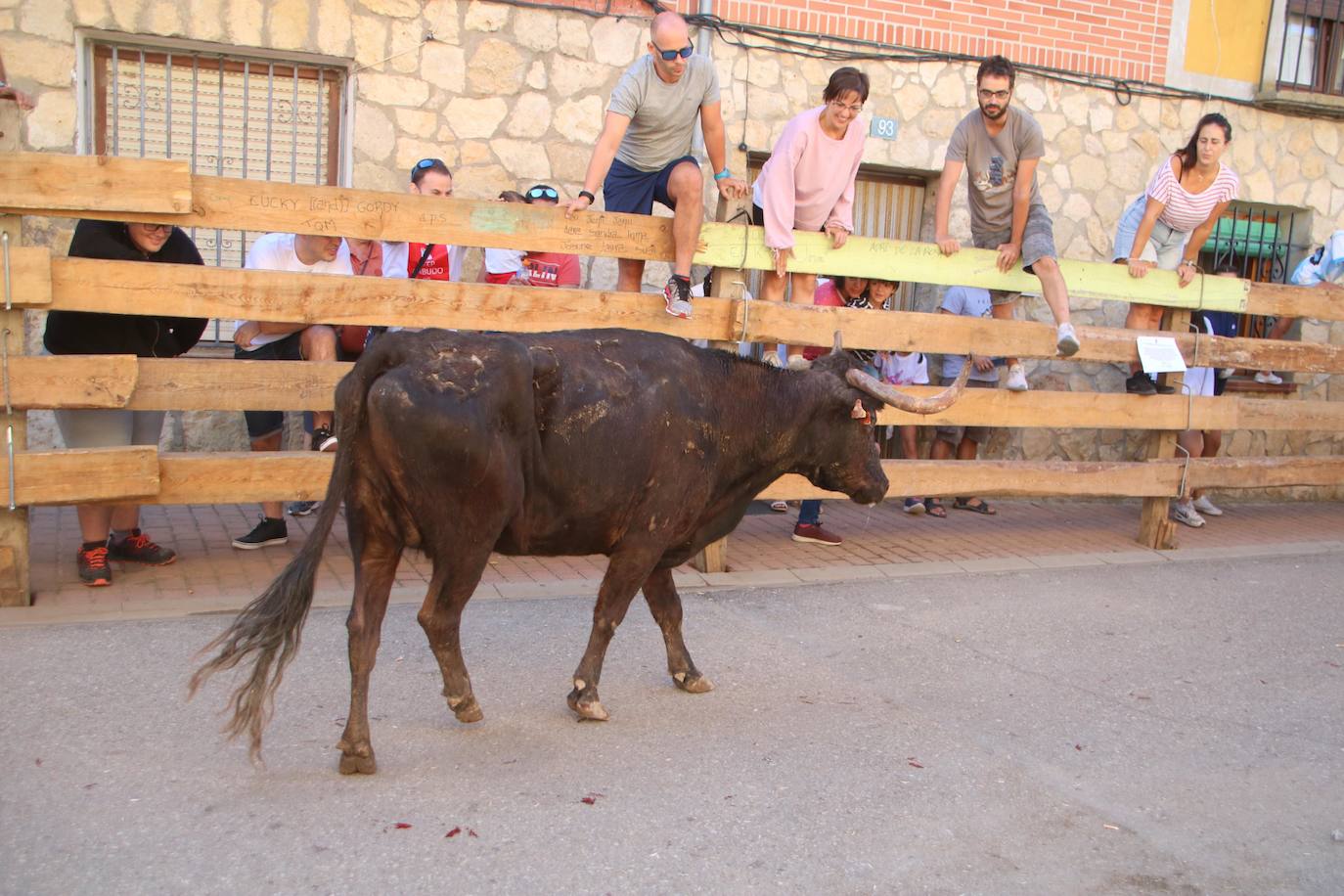 Fotos: Los primeros encierros en Palencia después de un parón de dos años