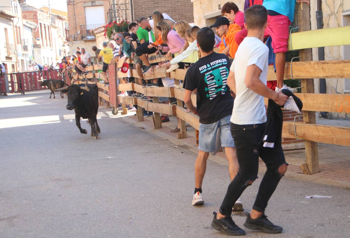 Fotos: Los primeros encierros en Palencia después de un parón de dos años