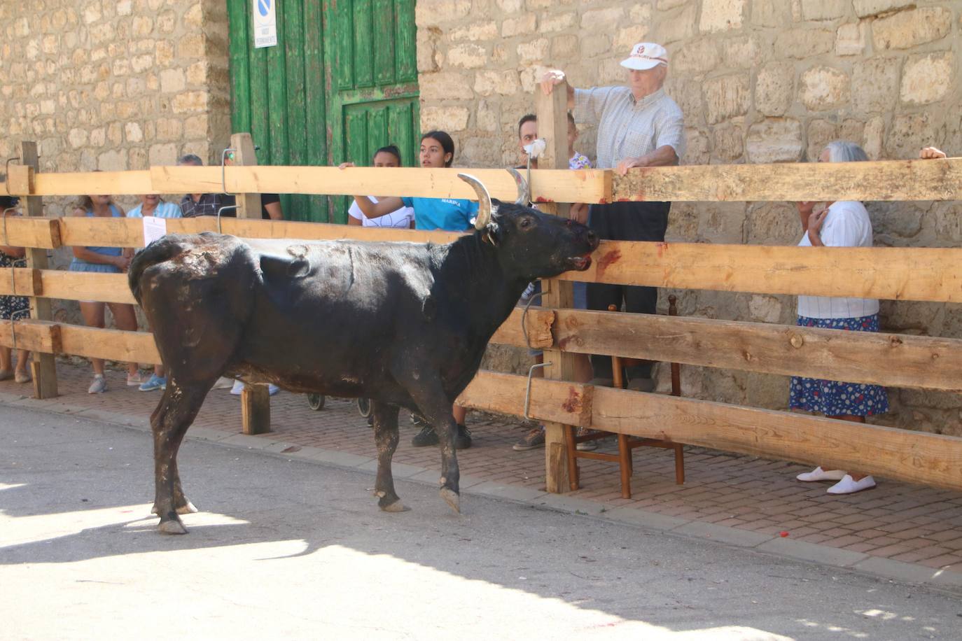 Fotos: Los primeros encierros en Palencia después de un parón de dos años
