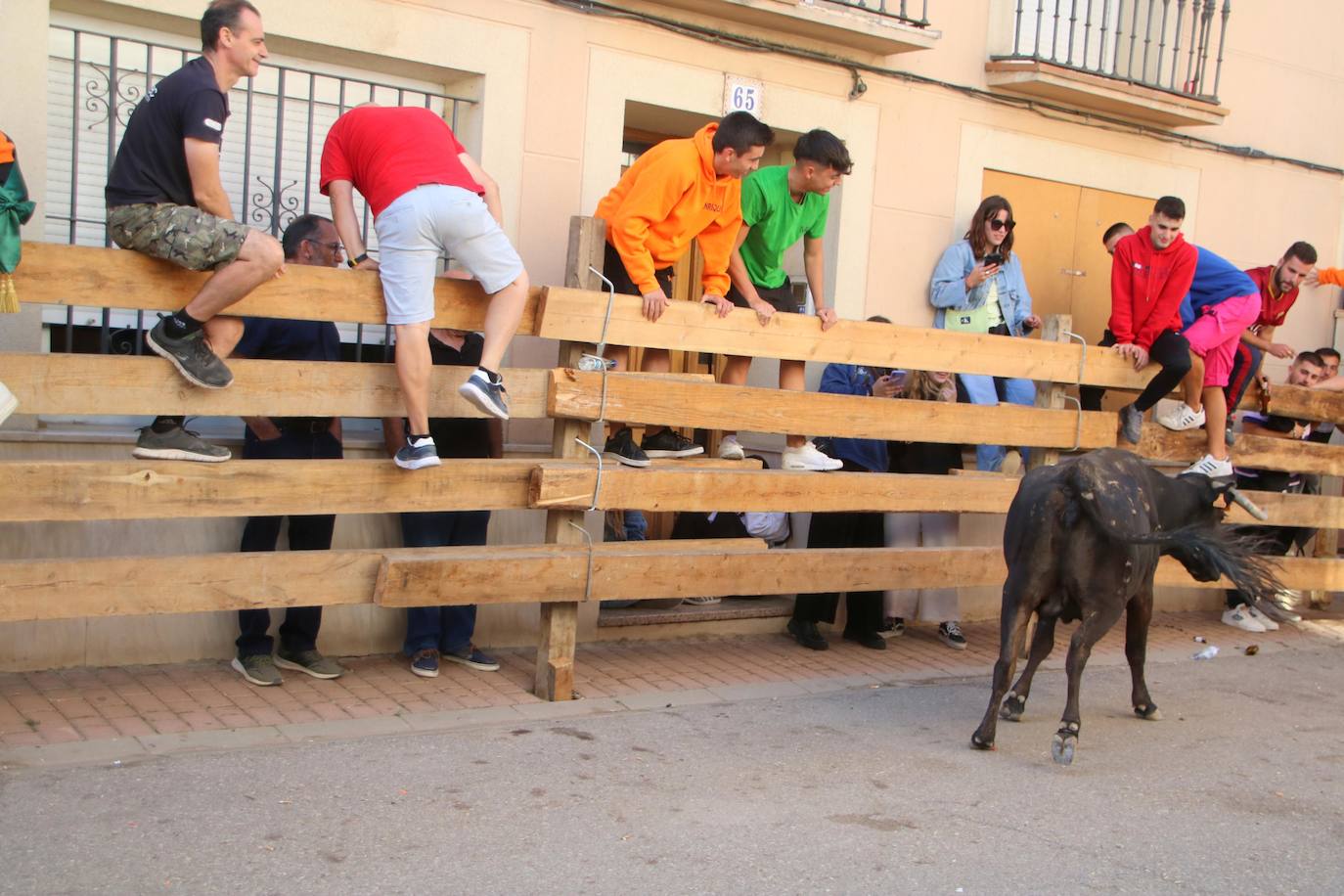 Fotos: Los primeros encierros en Palencia después de un parón de dos años