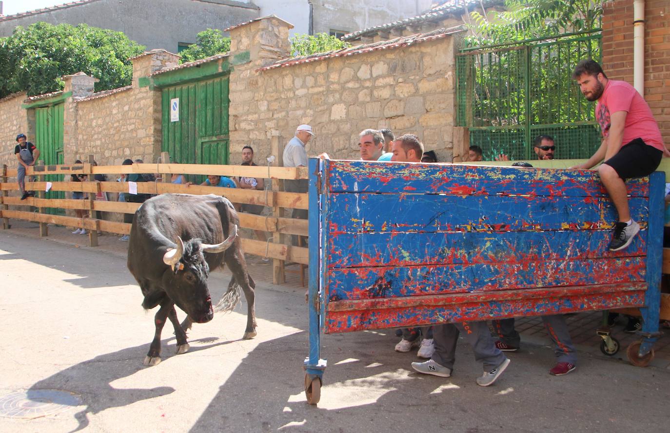 Fotos: Los primeros encierros en Palencia después de un parón de dos años