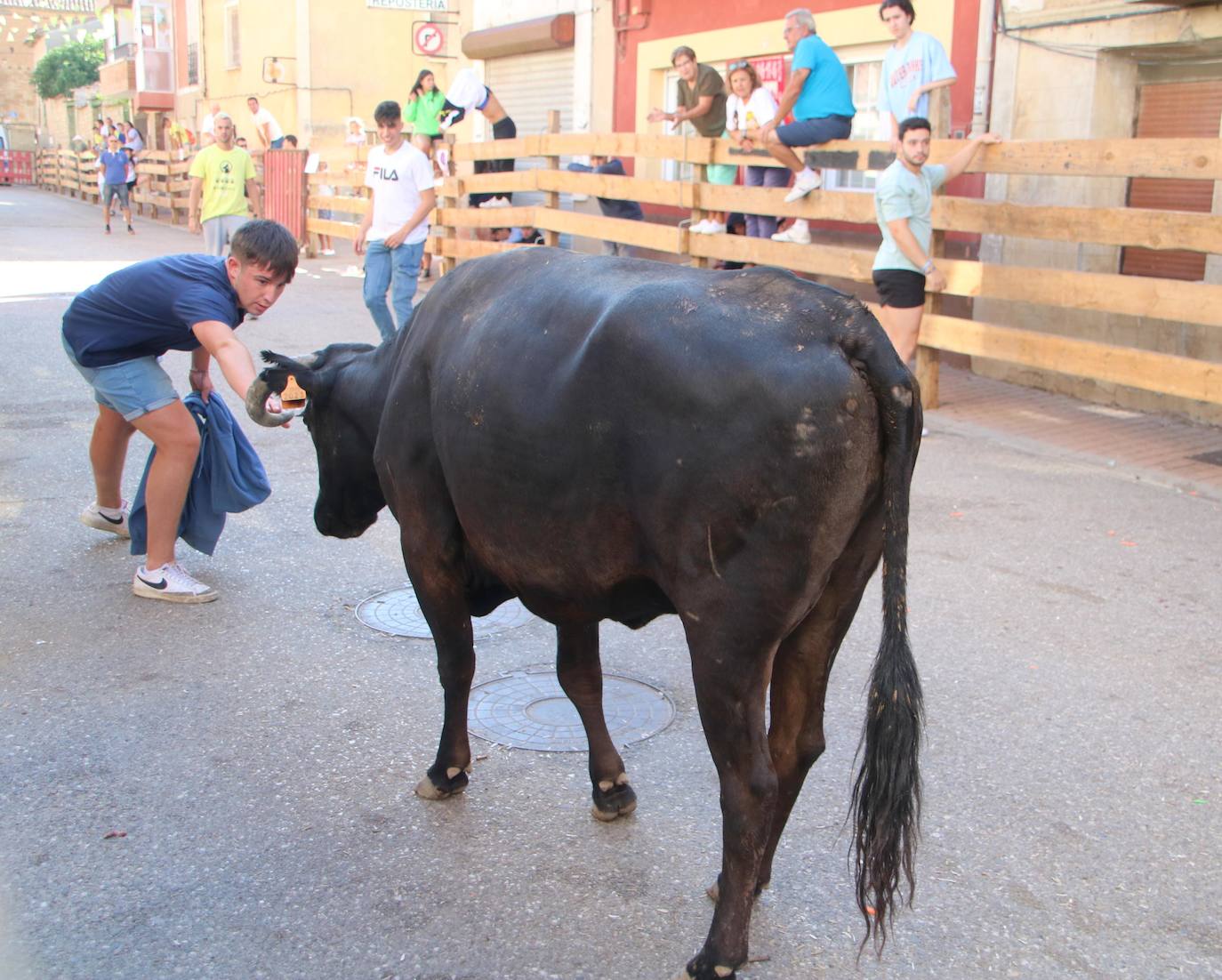 Fotos: Los primeros encierros en Palencia después de un parón de dos años