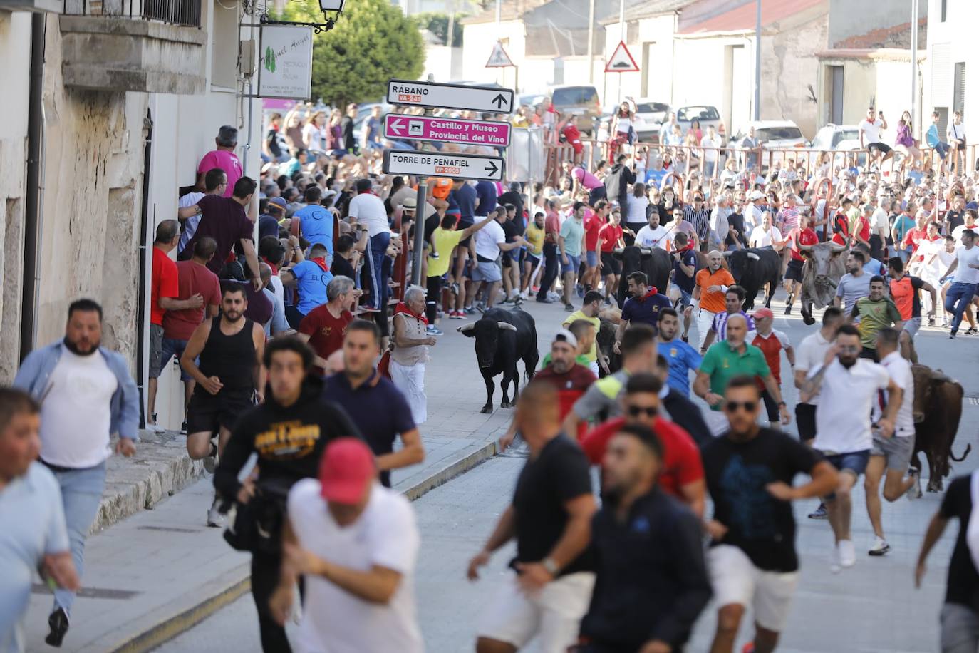 Fotos: El primer encierro de las fiestas de Peñafiel, en imágenes