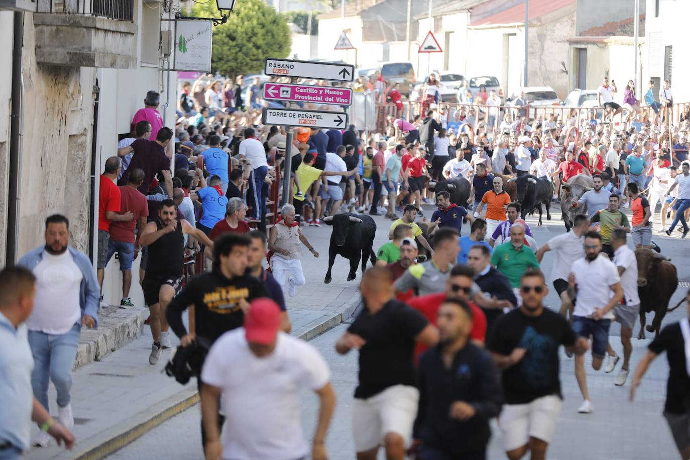 Fotos: El primer encierro de las fiestas de Peñafiel, en imágenes