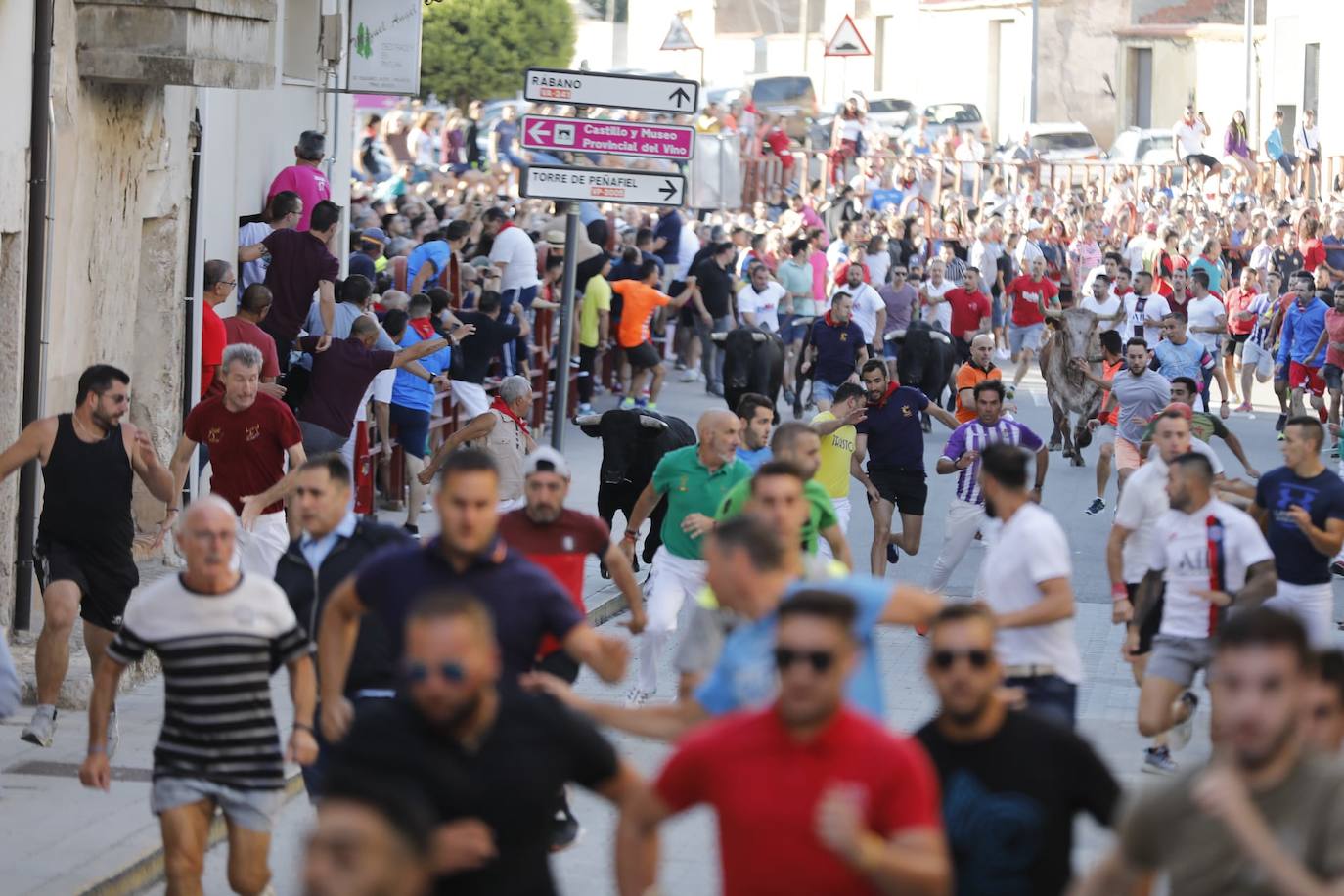 Fotos: El primer encierro de las fiestas de Peñafiel, en imágenes