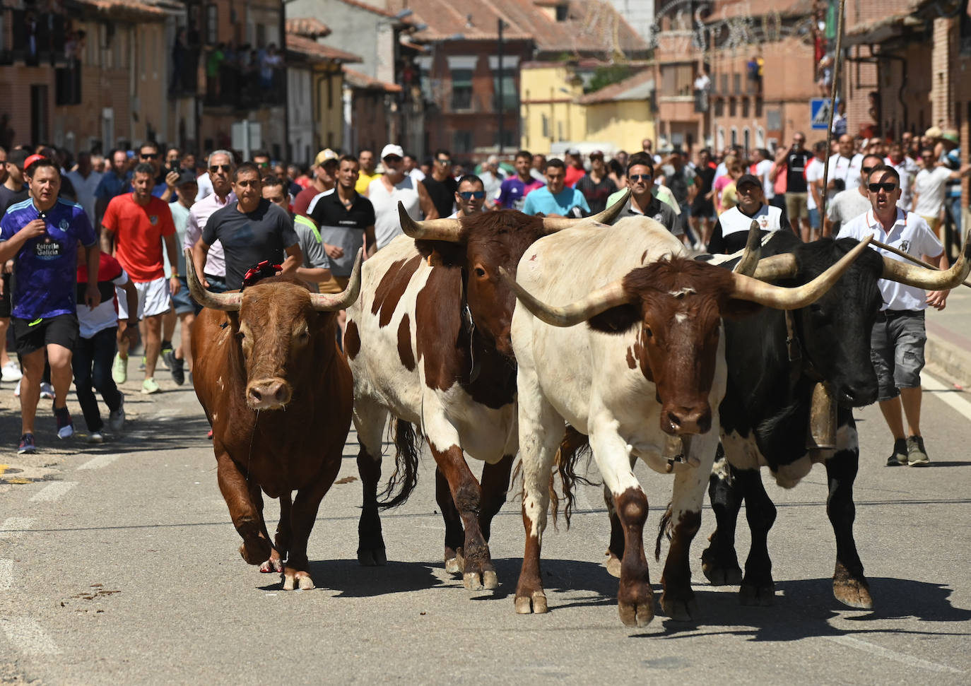 Fotos: El toro del verdejo protagoniza el tercer encierro de las fiestas de Rueda