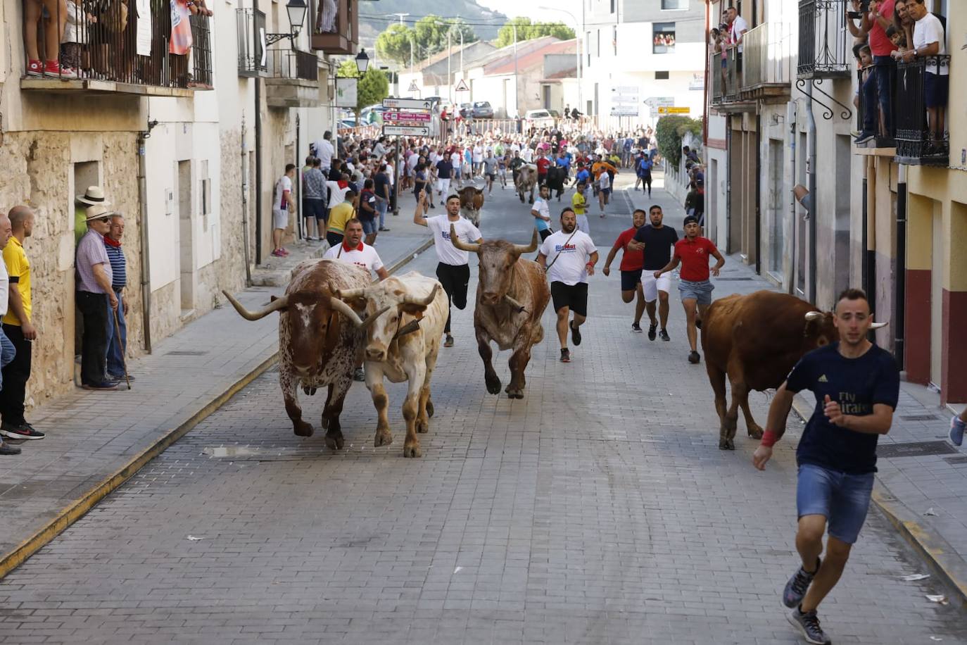 Fotos: Segundo encierro de las fiestas de Peñafiel