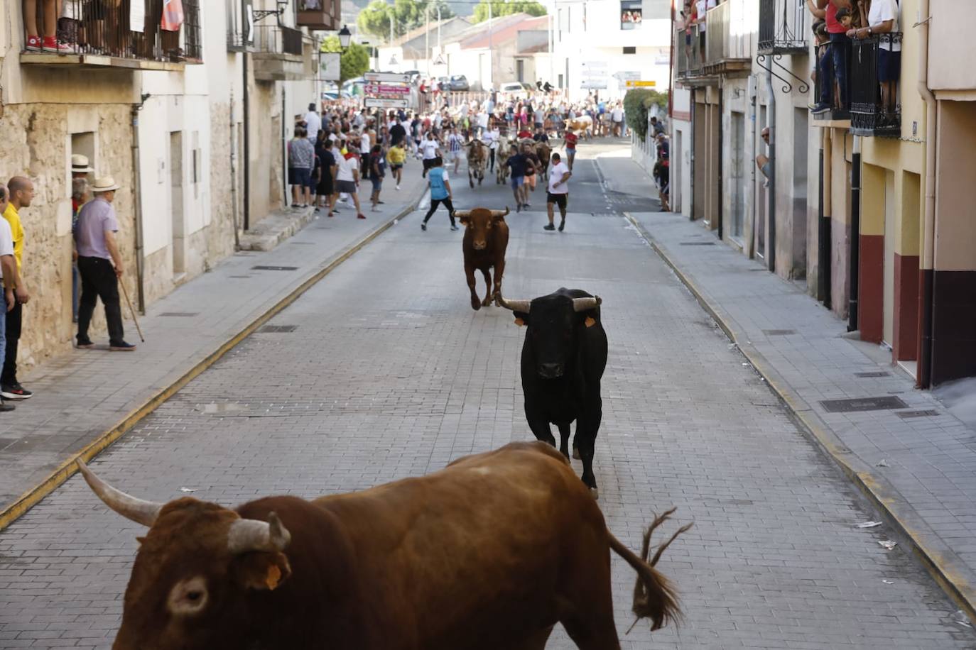 Fotos: Segundo encierro de las fiestas de Peñafiel
