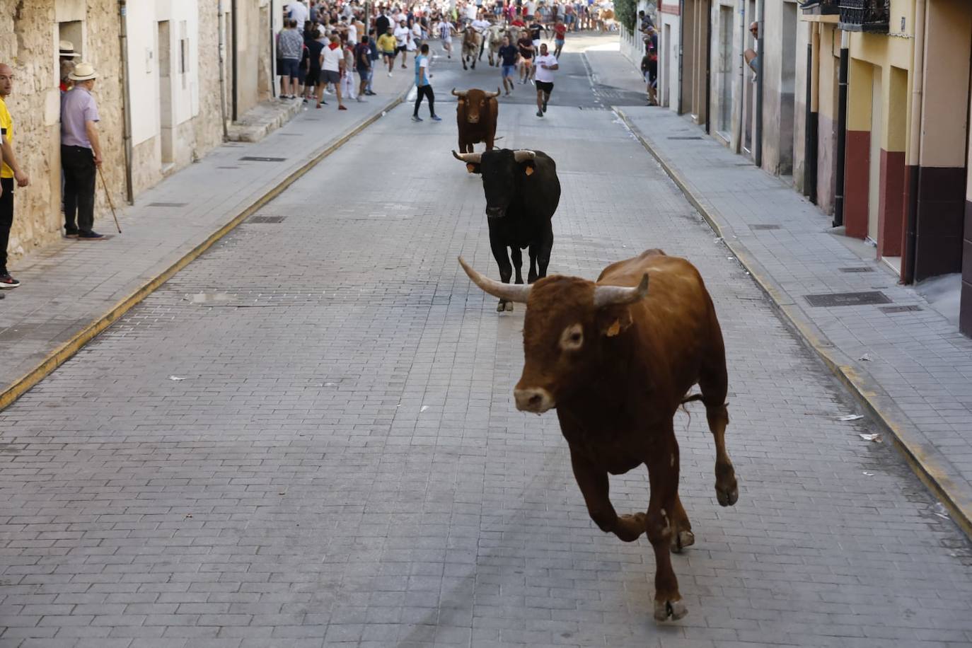 Fotos: Segundo encierro de las fiestas de Peñafiel