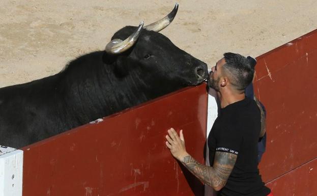 El cortador Fran Leguiche besa al toro en la plaza del Coso de Peñafiel.