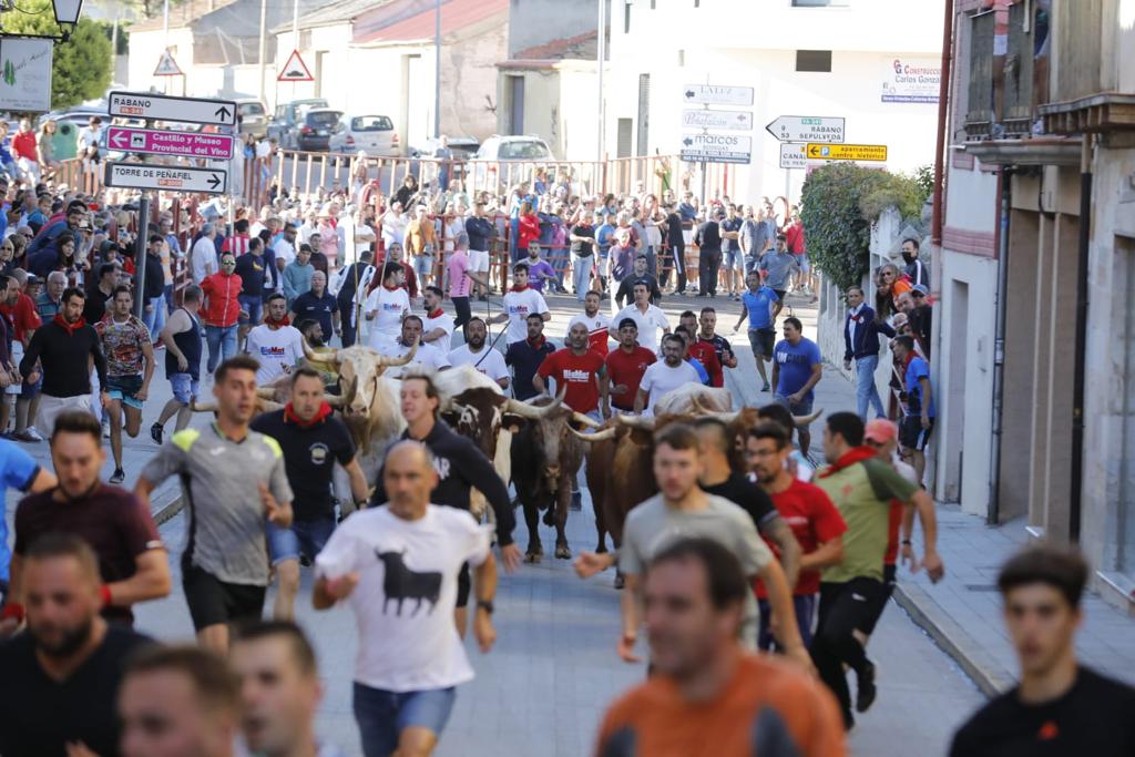 Rápido y limpio tercer encierro de las fiestas de Peñafiel