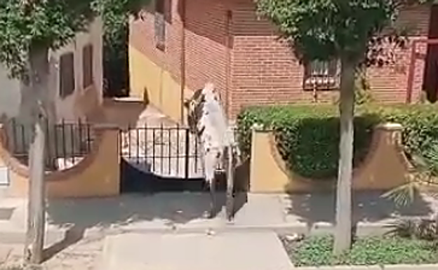 Momento en el que el cabestro salta al interior de la vivienda durante el encierro de Pollos. 