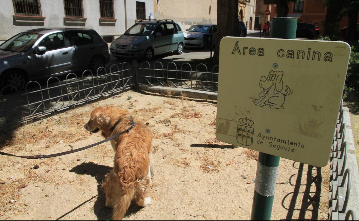 Un perro hace sus necesidades en un área municipal reservada para canes en un parque de la capital segoviana. 