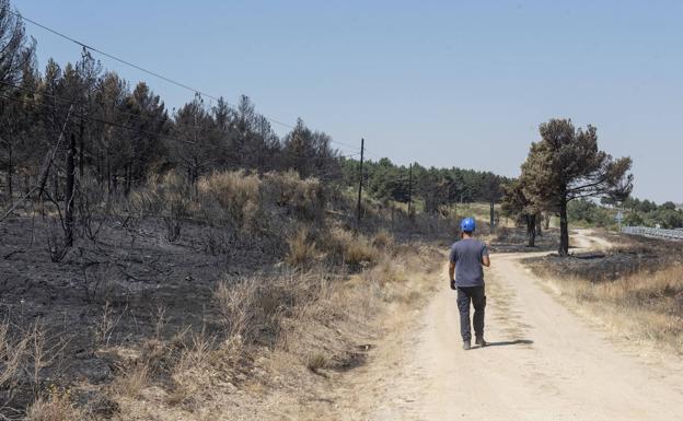 Las áreas afectadas por los fuegos de Riaza, Navafría y Honrubia serán zona catastrófica