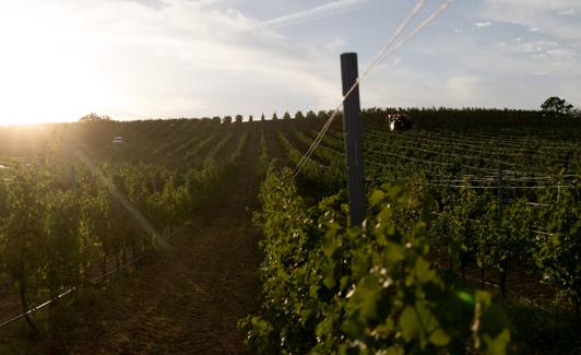 Terrenos de la bodega La Granadilla en Nava del Rey.