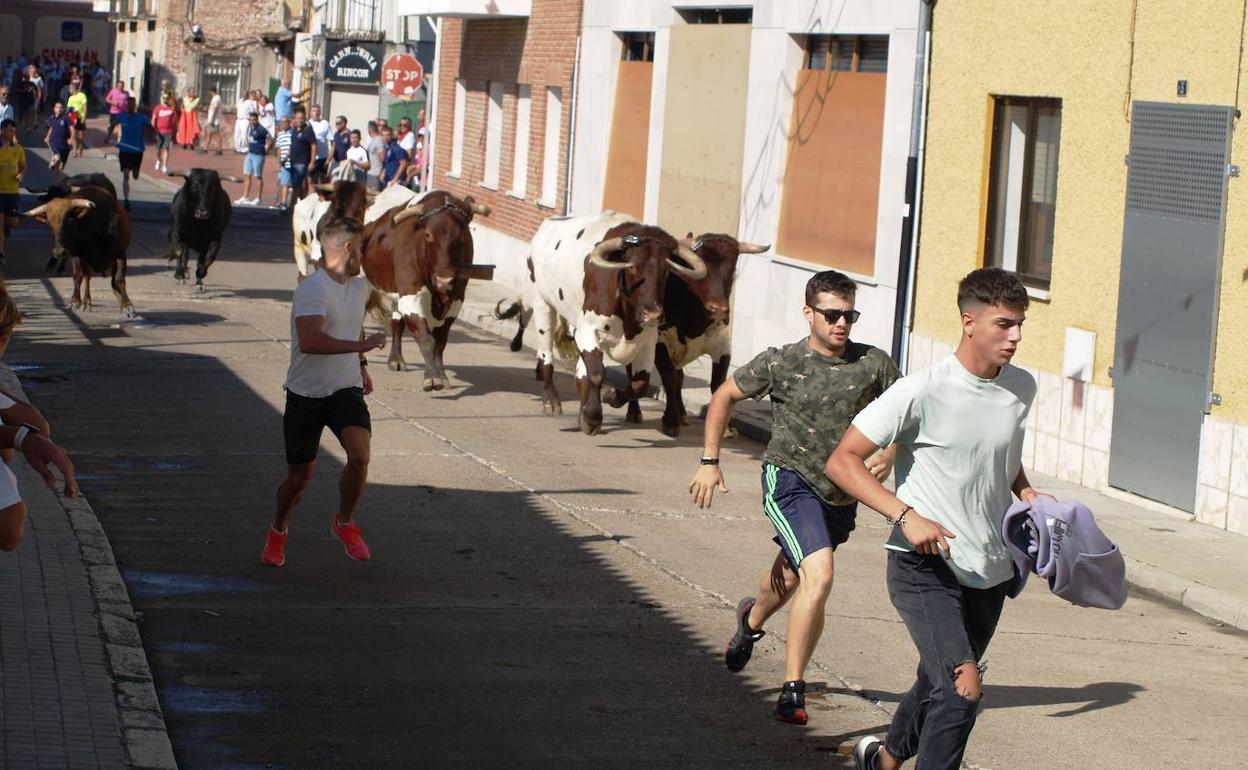 Un momento de uno de los encierros de este viernes en Pedrajas de San Esteban.