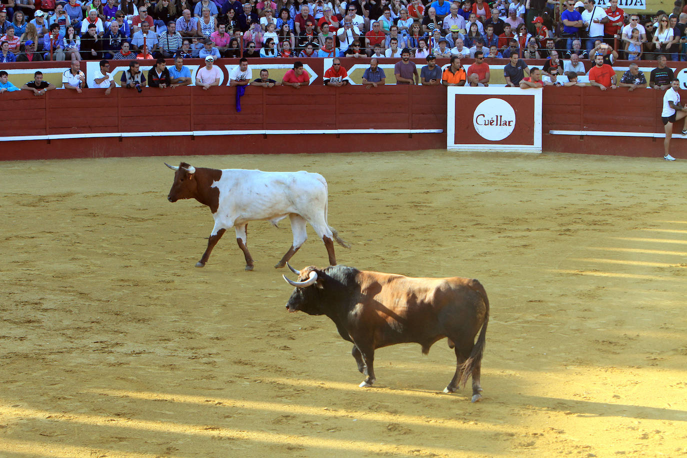 Encierro por las calles de Cuéllar.