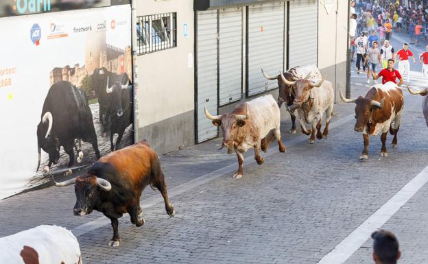 Un golpe contra una talanquera causa la muerte de un toro en el primer encierro de Cuéllar