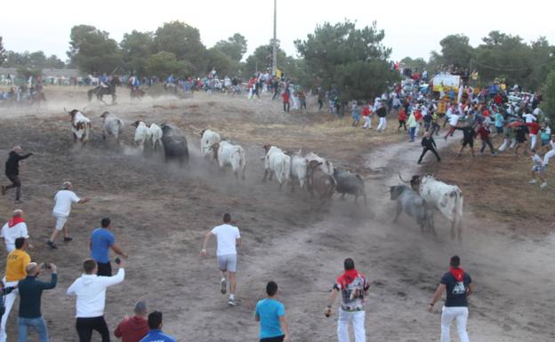 Complicado segundo encierro de Cuéllar con un toro anestesiado en lo alto del Embudo