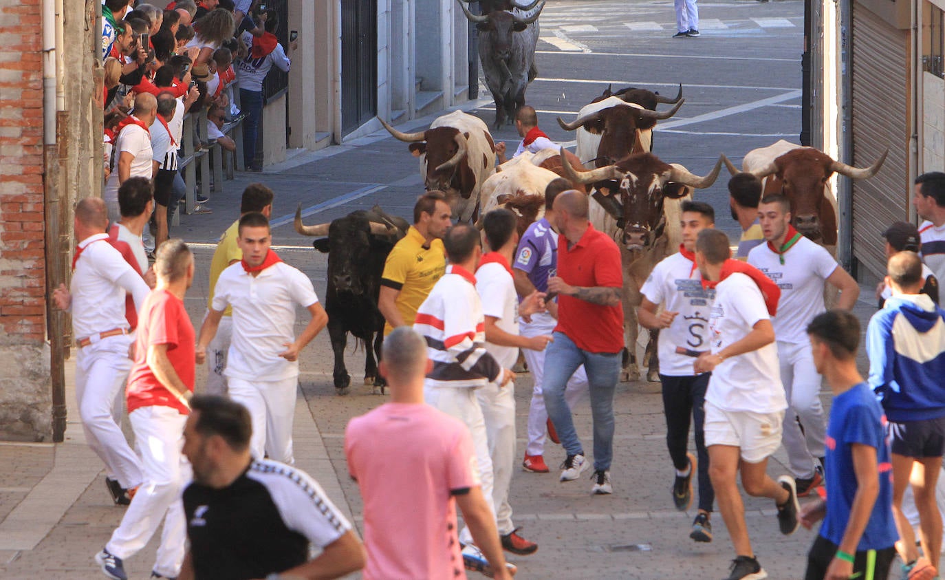 Encierro del martes en las fiestas de Cuéllar.