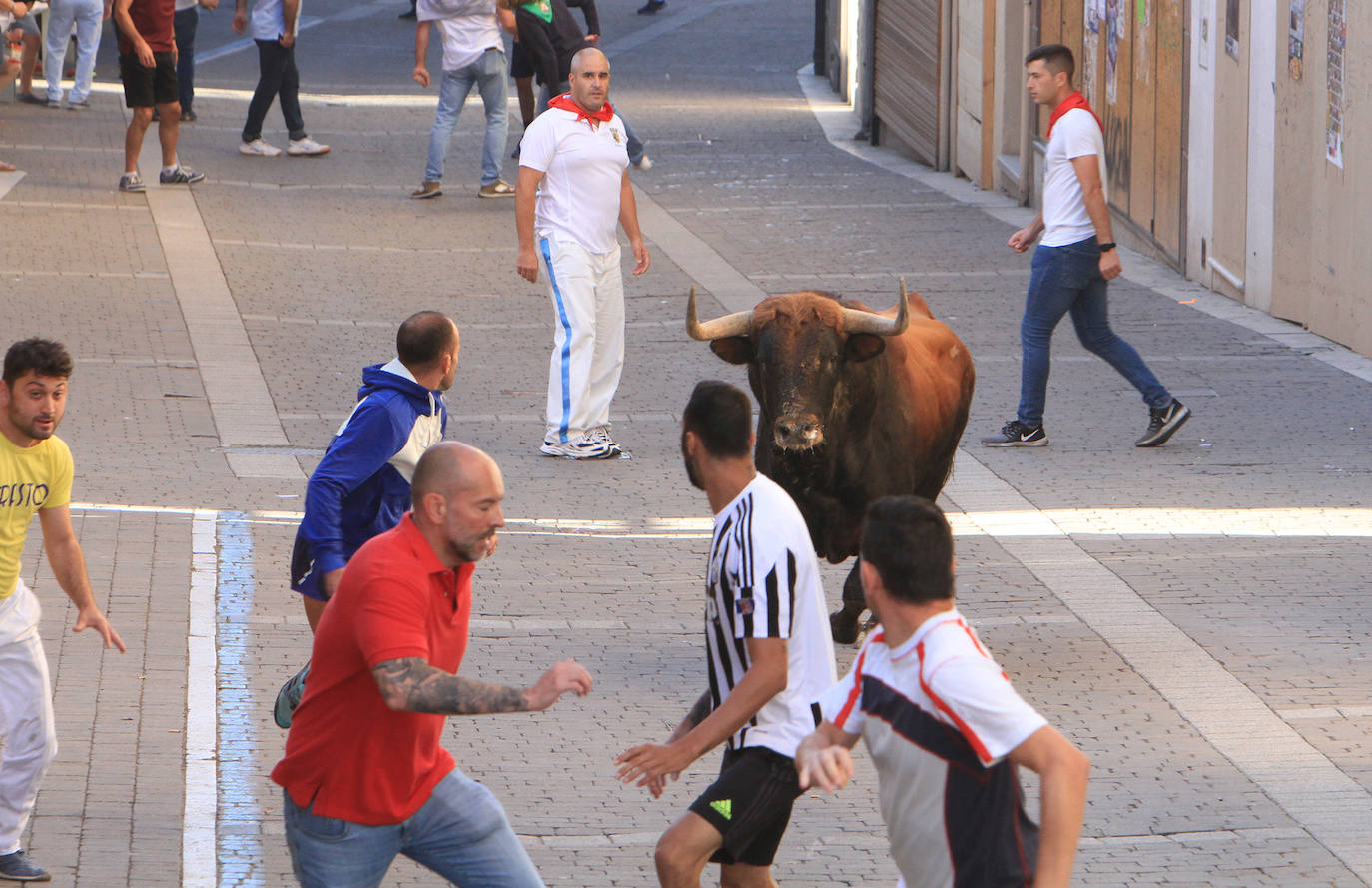 Encierro del martes en las fiestas de Cuéllar.