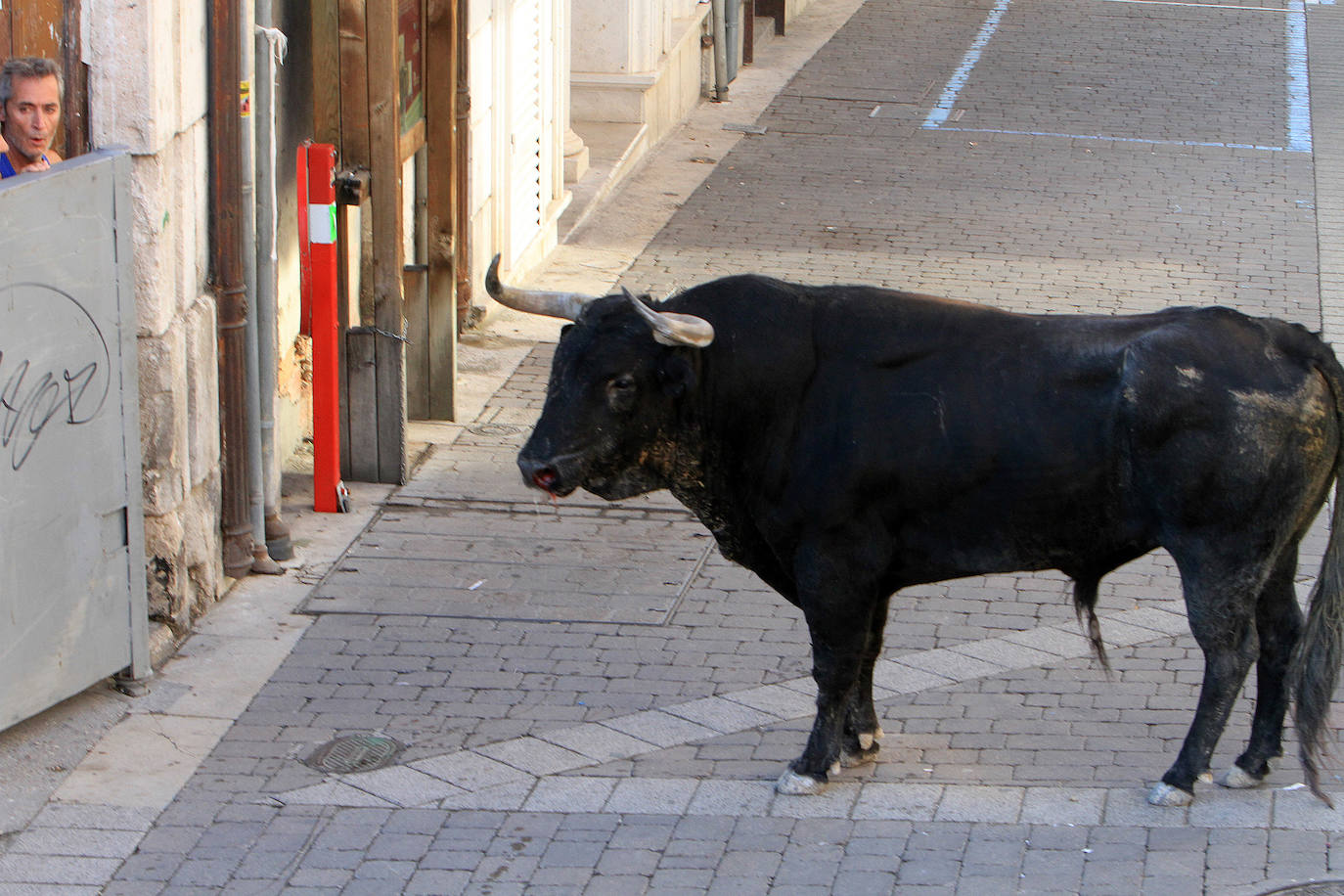 Encierro del martes en las fiestas de Cuéllar.