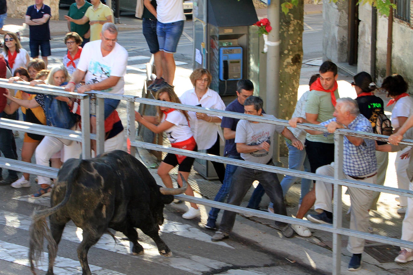 Encierro del martes en las fiestas de Cuéllar.