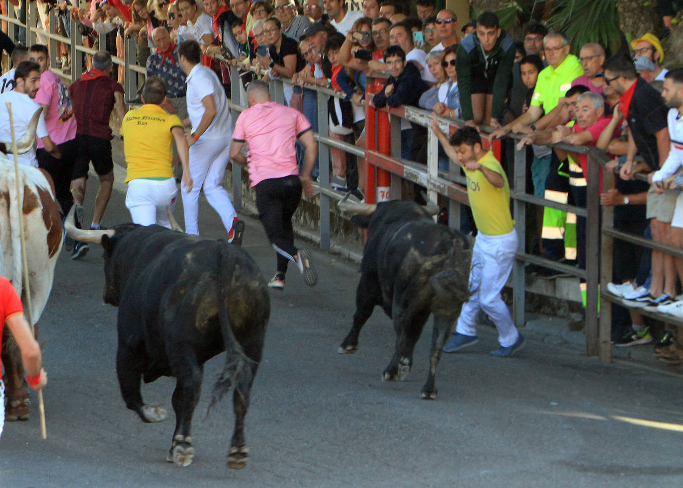 Encierro del martes en las fiestas de Cuéllar.