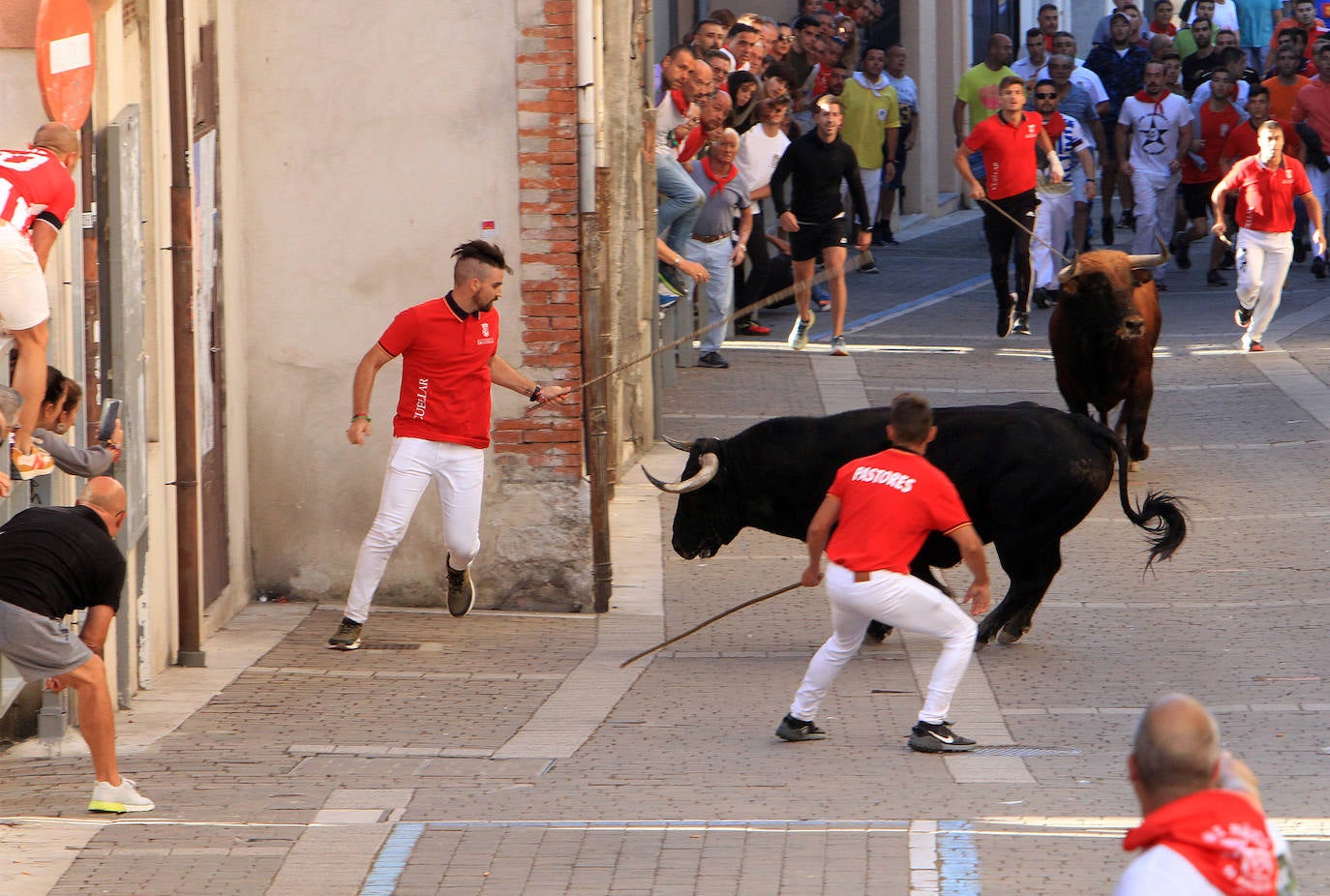 Encierro del martes en las fiestas de Cuéllar.