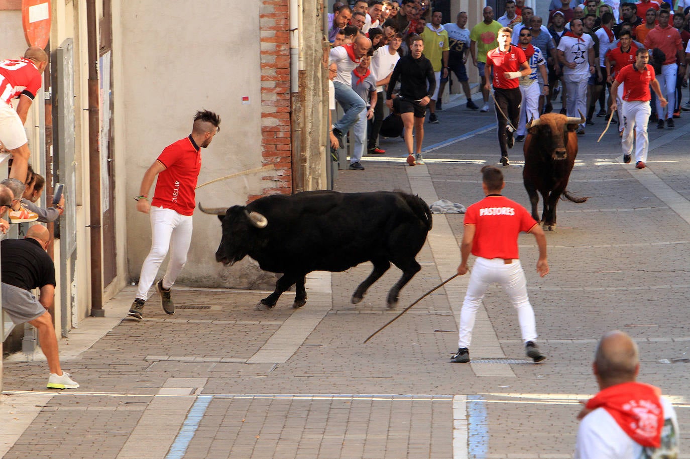 Encierro del martes en las fiestas de Cuéllar.