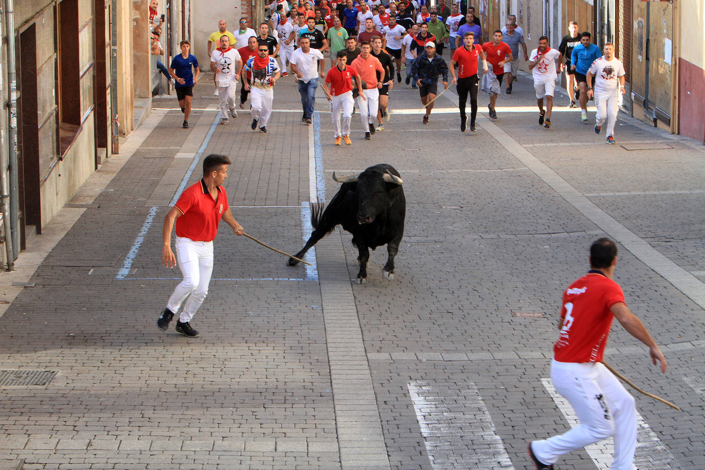 Encierro del martes en las fiestas de Cuéllar.