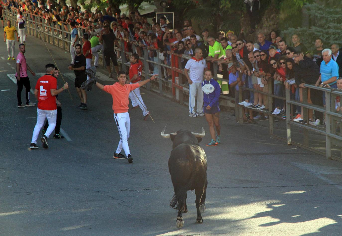 Encierro del martes en las fiestas de Cuéllar.