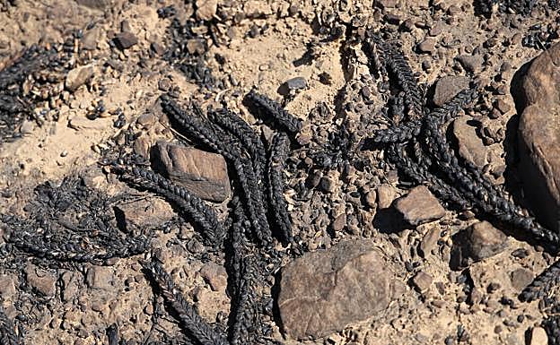 Espigas de cereal que fueron pasto de las llamas en Zamora.