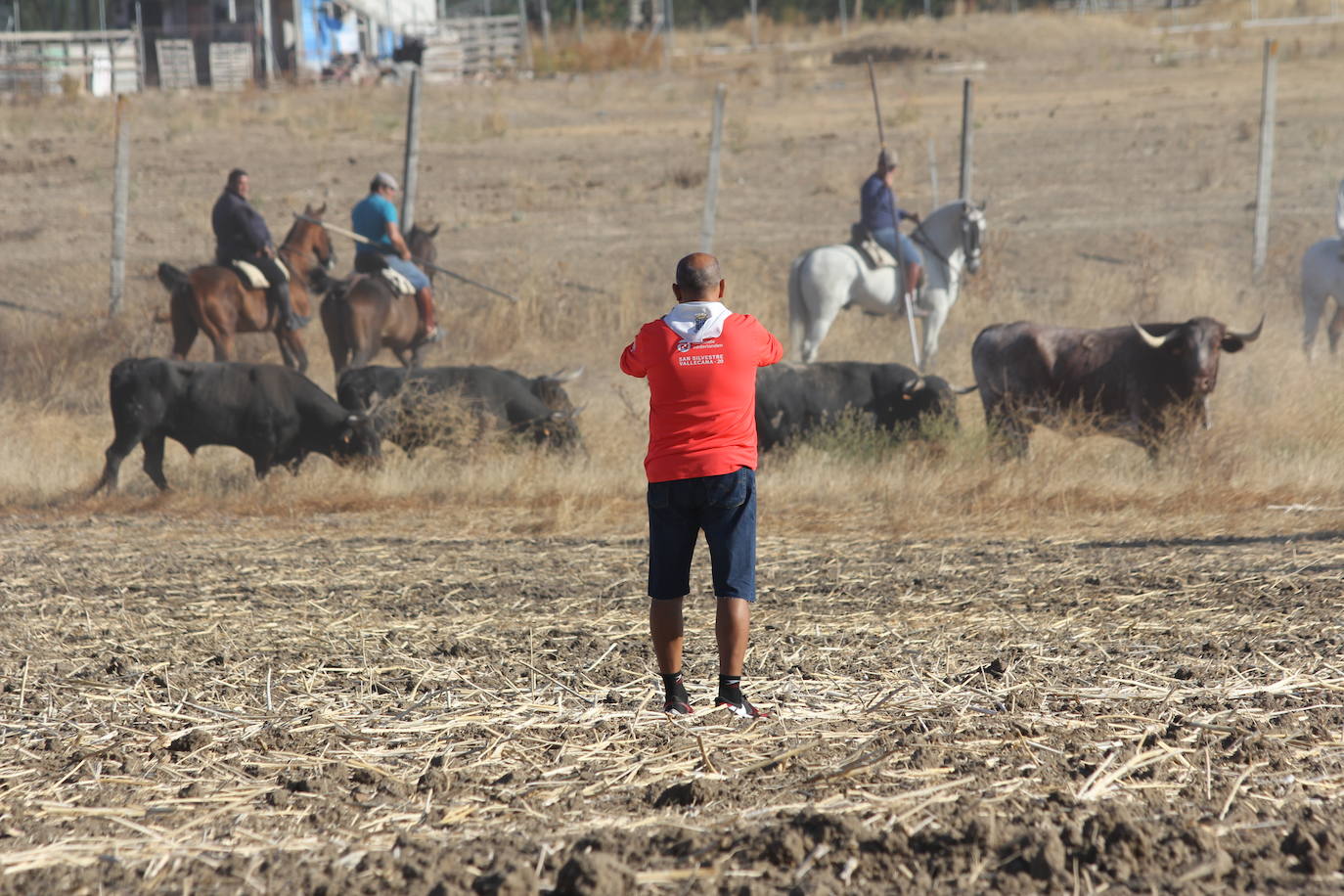 Fotos: Primer encierro de las Fiestas de Medina del Campo (2/2)