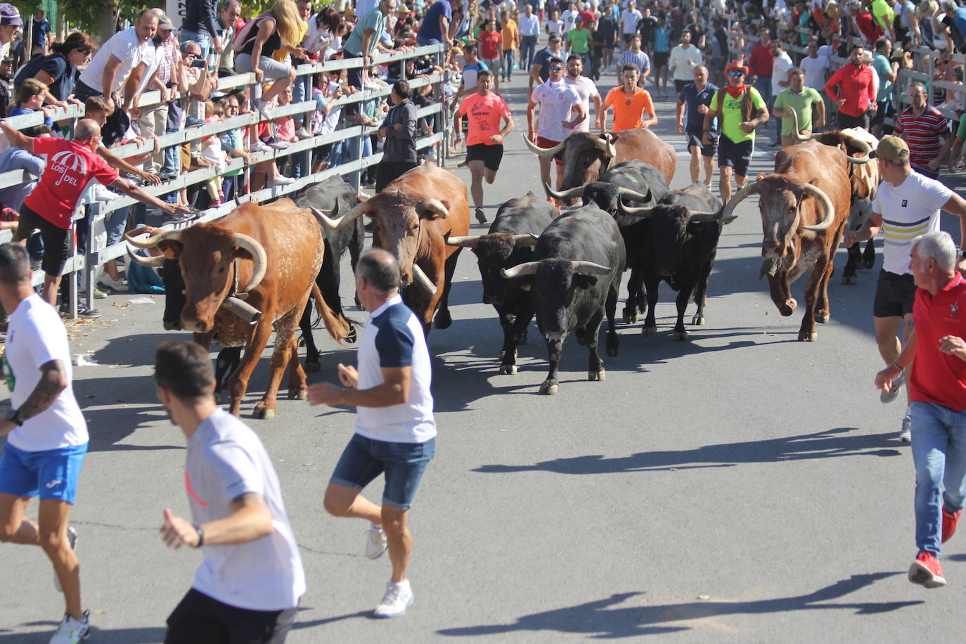 Fotos: Primer encierro de las Fiestas de Medina del Campo (2/2)