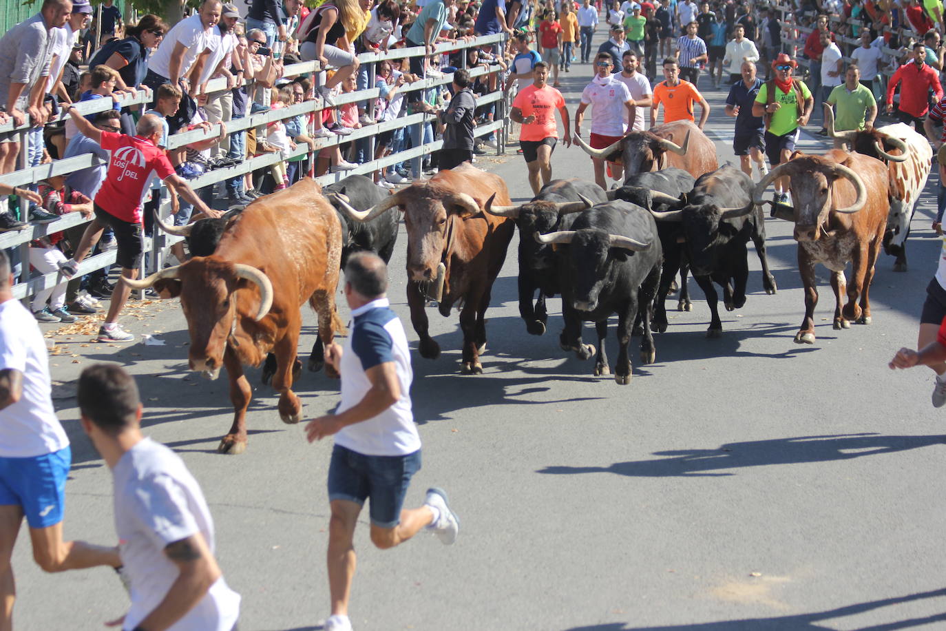 Fotos: Primer encierro de las Fiestas de Medina del Campo (2/2)