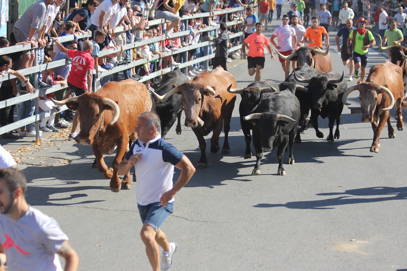 Fotos: Primer encierro de las Fiestas de Medina del Campo (2/2)