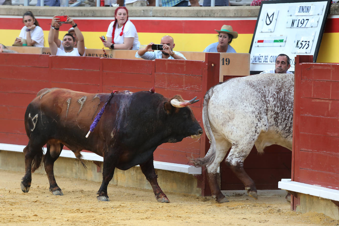 Fotos: Luque forma el lío en la goyesca de Palencia