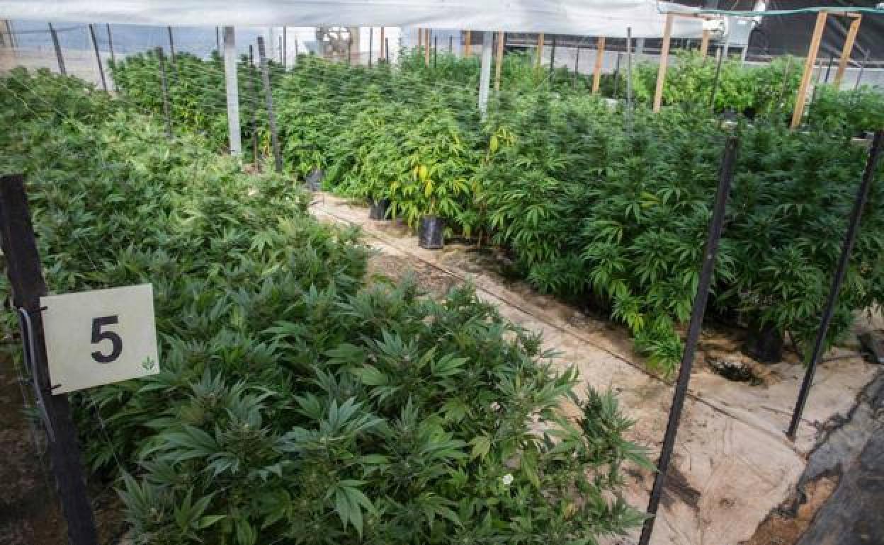 Un invernadero de marihuana. 