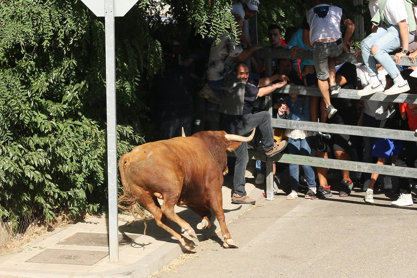 Fotos: Secuencia de la cogida en el segundo encierro de Medina del Campo