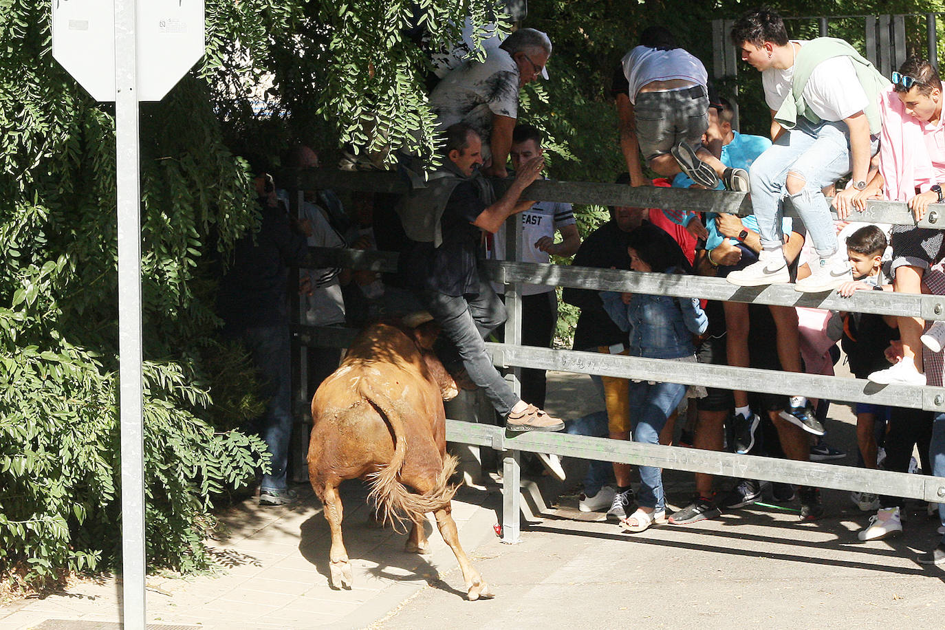 Fotos: Secuencia de la cogida en el segundo encierro de Medina del Campo