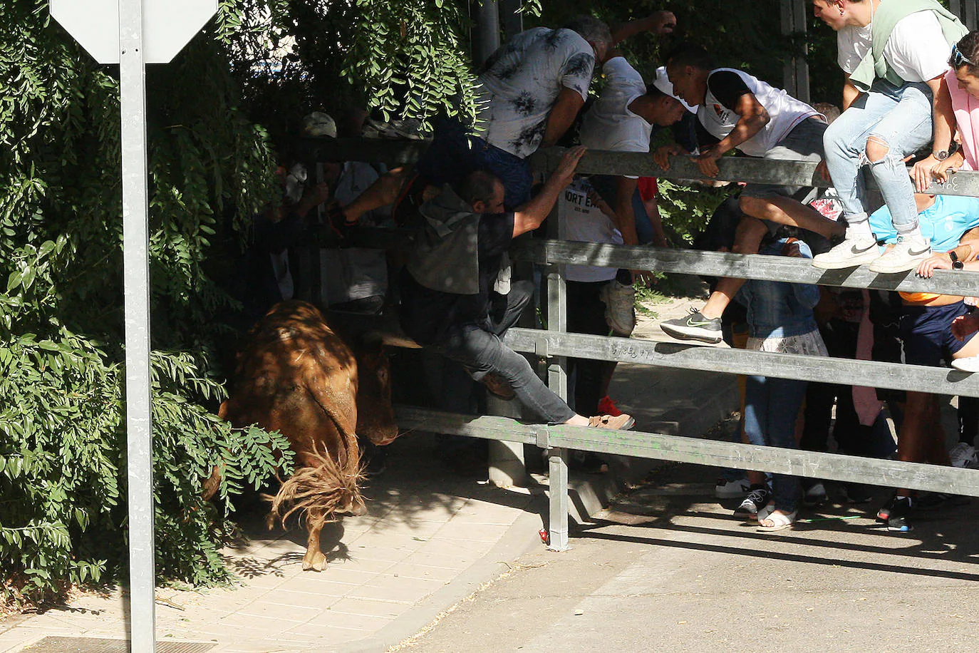 Fotos: Secuencia de la cogida en el segundo encierro de Medina del Campo |  El Norte de Castilla