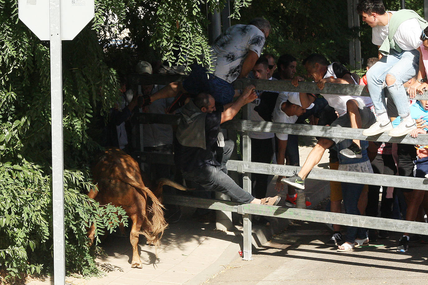 Fotos: Secuencia de la cogida en el segundo encierro de Medina del Campo