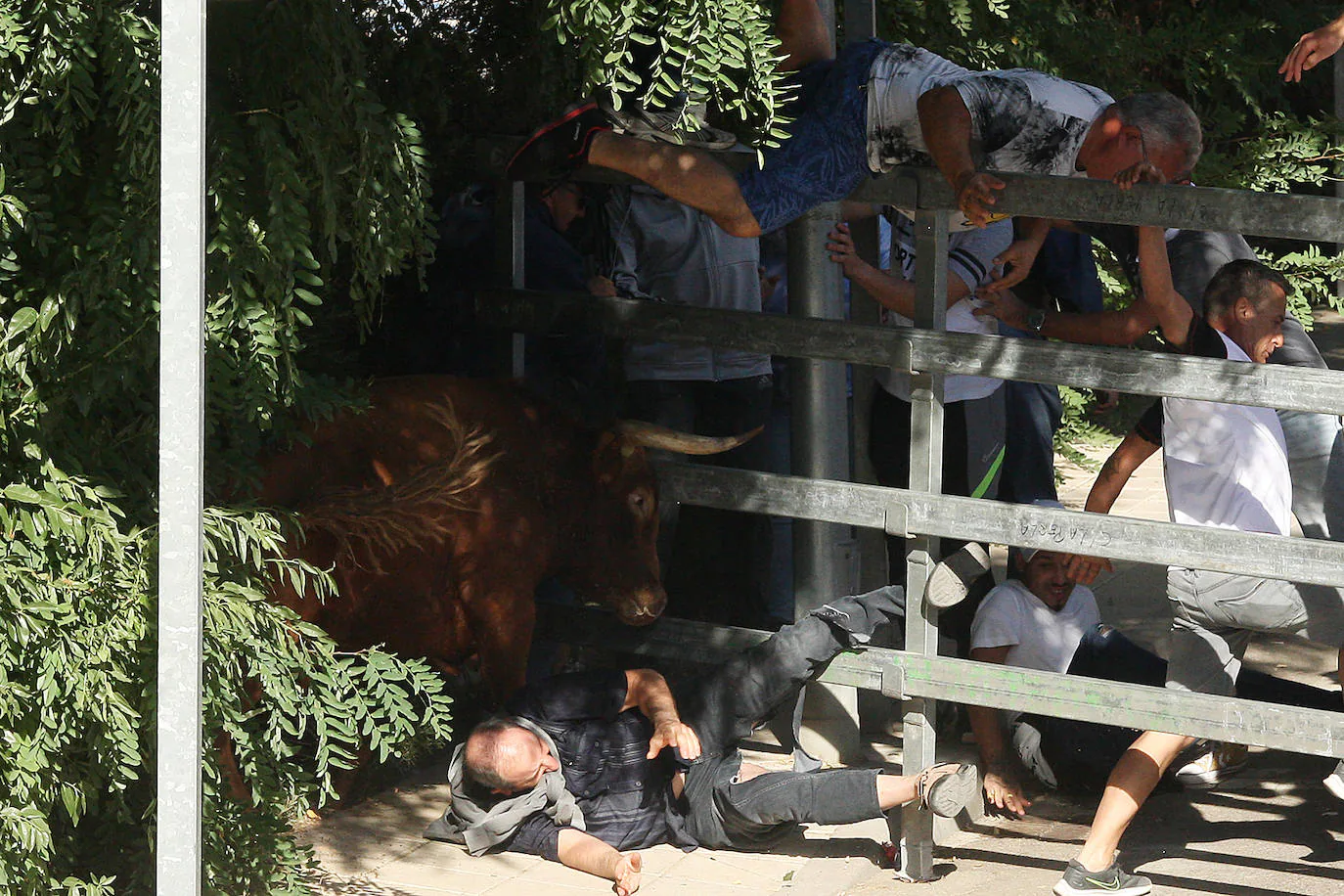 Fotos: Secuencia de la cogida en el segundo encierro de Medina del Campo |  El Norte de Castilla