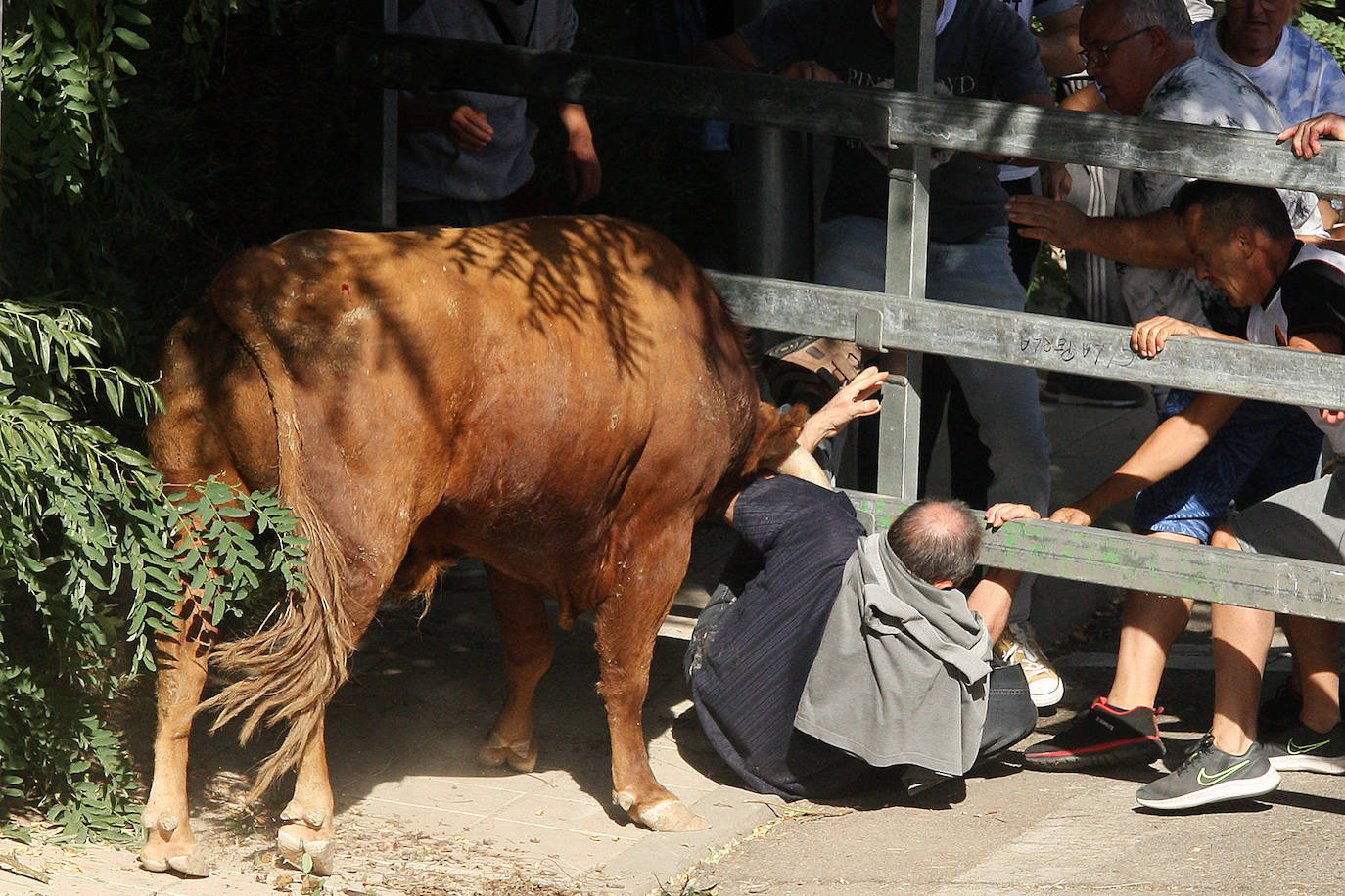 Fotos: Secuencia de la cogida en el segundo encierro de Medina del Campo