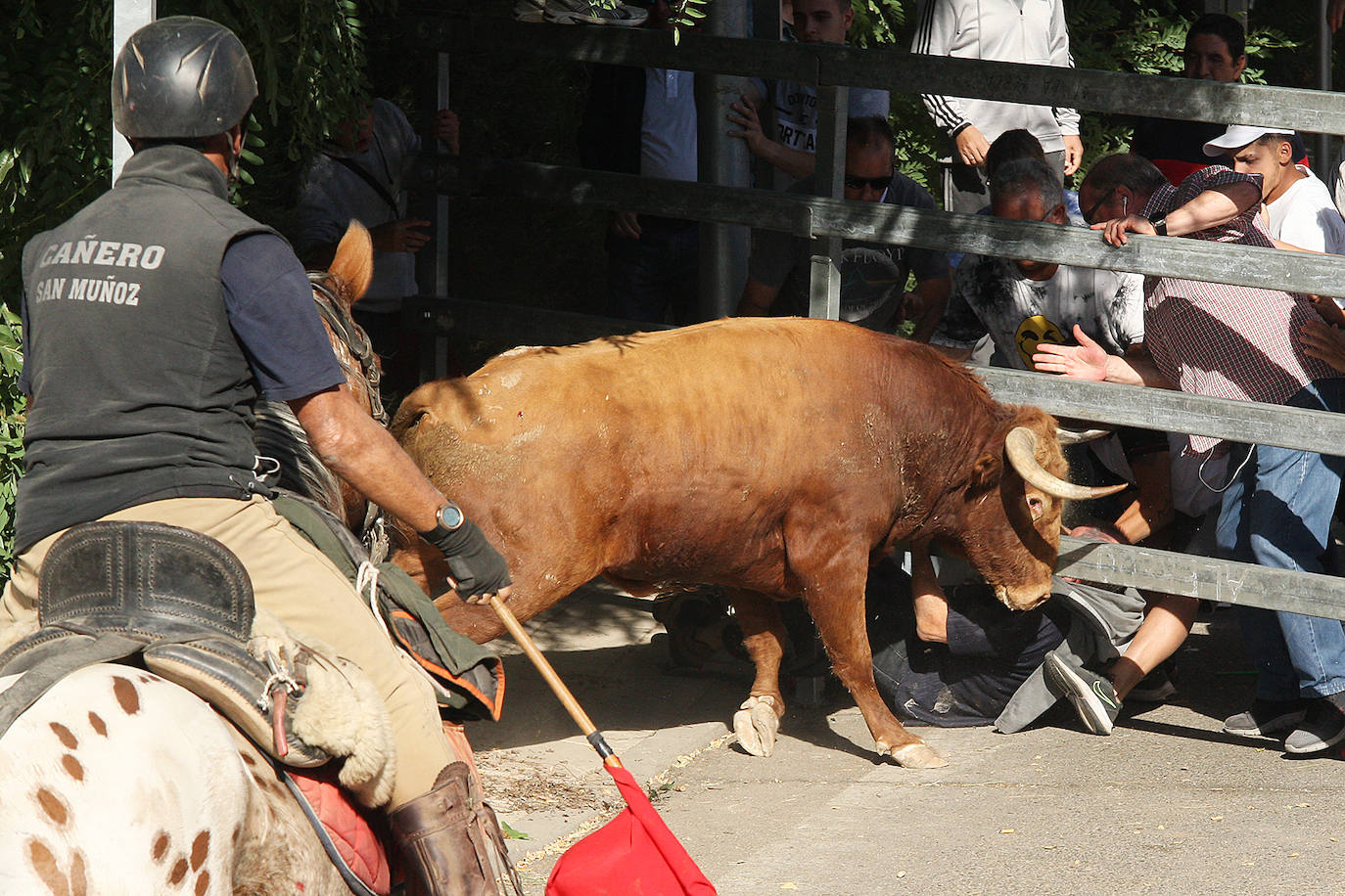 Fotos: Secuencia de la cogida en el segundo encierro de Medina del Campo