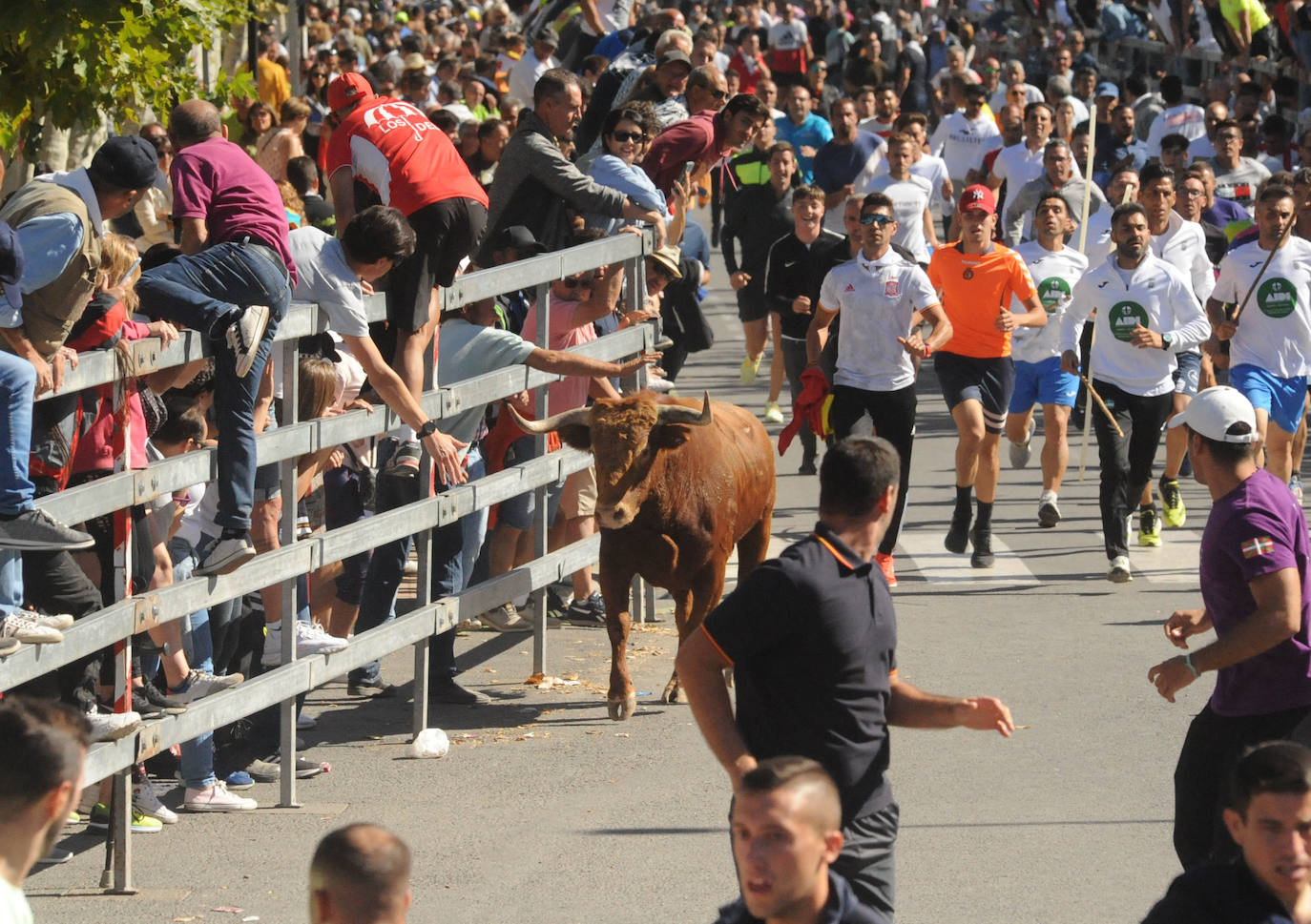 Fotos: El segundo encierro mixto de Medina del Campo, en imágenes