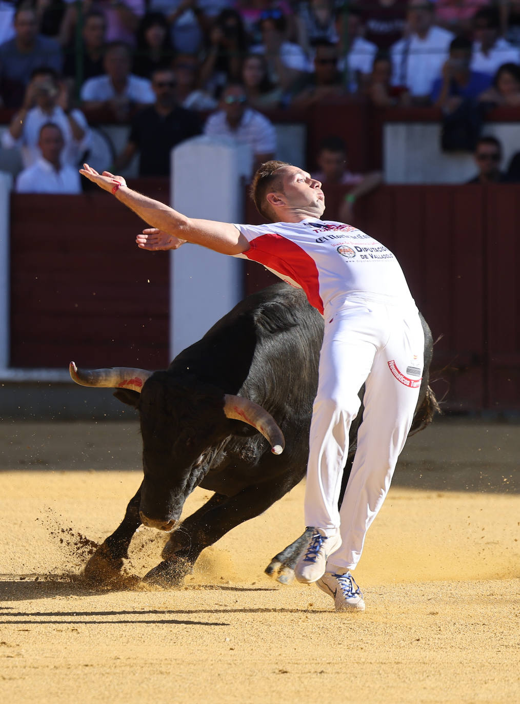 Fotos: La final de Corte Puro, en la plaza de toros de Valladolid
