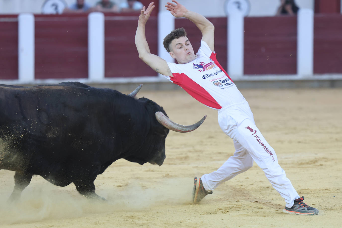 Fotos: La final de Corte Puro, en la plaza de toros de Valladolid